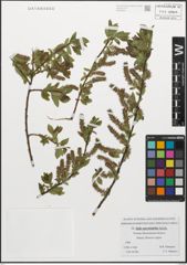 Foto von Salix myrsinifolia Salisb.